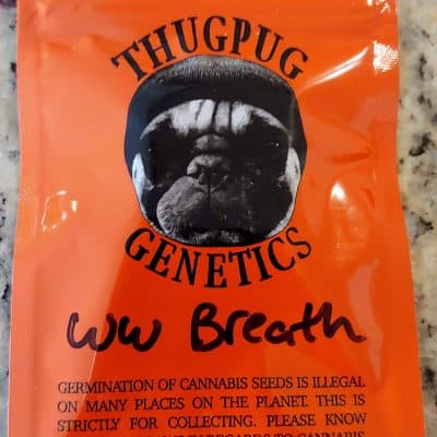 THUGPUT_GENETICS_WW_BREATH_LUSCIOUS_GENETICS
