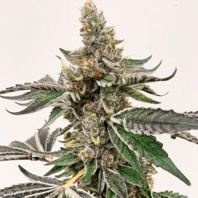 EXOTIC_GENETIX_MIKES_STRAWBERRY_LEMONADE_FLOWER_1_LUCSIOUS_GENETICS