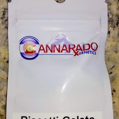 CANNARADO_GENETICS_BISCOTTI_GELATO_LUSCIOUS_GENETICS