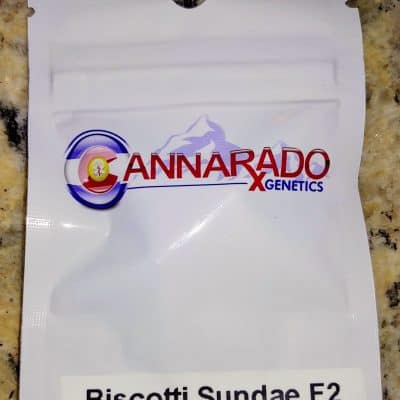 CANNARADO_GENETICS_BISCOTTI_SUNDAE_F2_LUSCIOUS_GENETICS