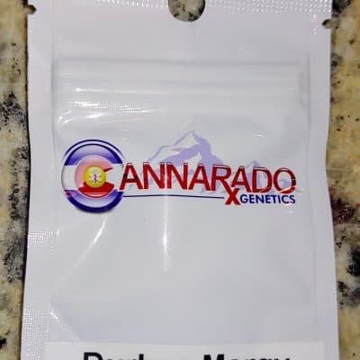 CANNARADO_GENETICS_DURBAN_MARGY_LUSCIOUS_GENETICS