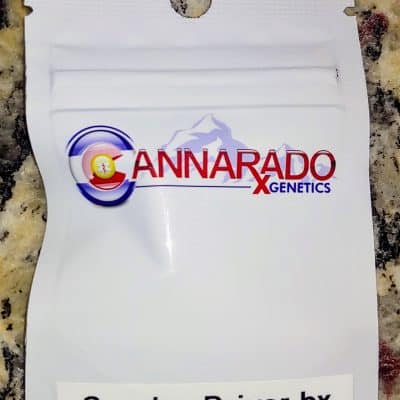 CANNARADO_GENETICS_SUNDAE_DRIVER_BX_LUSCIOUS_GENETICS