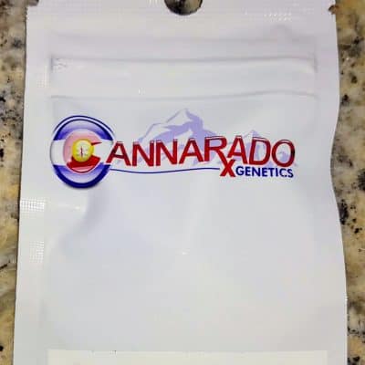 CANNARADO_GENETICS_SUNDAE_WITH_SPRINKLES_LUSCIOUS_GENETICS