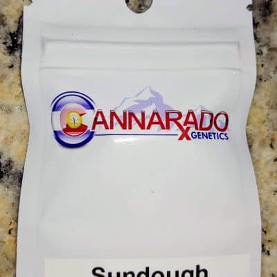 CANNARADO_GENETICS_SUNDOUGH_LUSCIOUS_GENETICS
