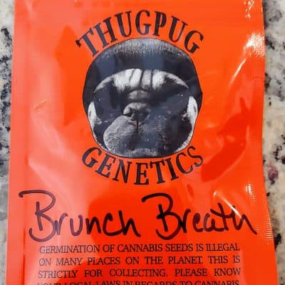 THUG_PUG_GENETICS_BRUNCH_BREATH_LUSCIOUS_GENETICS