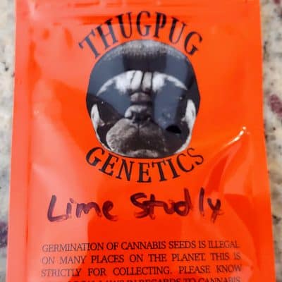 THUG_PUG_GENETICS_LIME_STUDLY_LUSCIOUS_GENETICS
