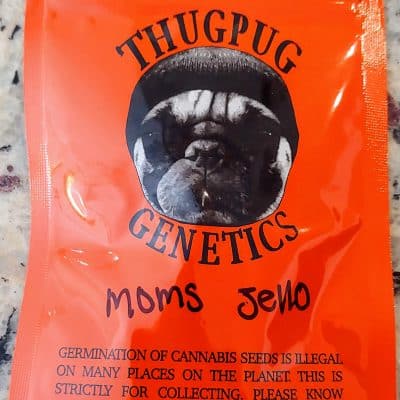 THUG_PUG_GENETICS_MOMS_JELLO_LUSCIOUS_GENETICS