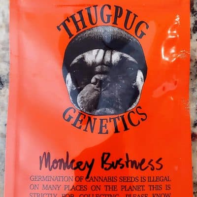 THUG_PUG_GENETICS_MONKEY_BUSINESS_LUSCIOUS_GENETICS