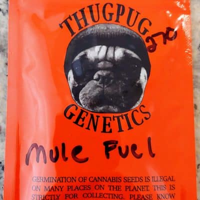 THUG_PUG_GENETICS_MULE_FUEL_LUSCIOUS_GENETICS