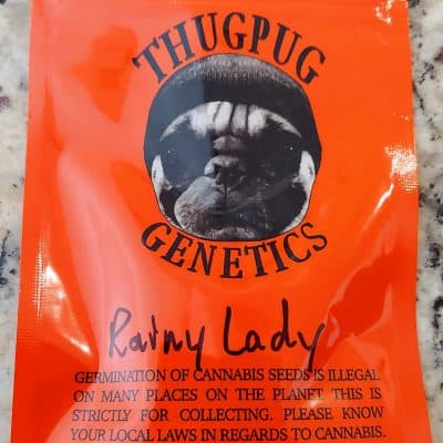 THUG_PUG_GENETICS_RAINY_LADY_LUSCIOUS_GENETICS