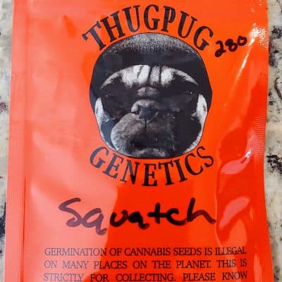 THUG_PUG_GENETICS_SQUATCH_LUSCIOUS_GENETICS