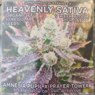 MASS_MEDICAL_STRAINS_HEAVENLY_SATIVA_REG_LUSCIOUS_GENETICS