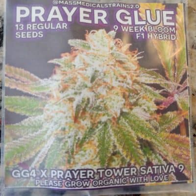 MASS_MEDICAL_STRAINS_PRAYER_GLUE_REG_LUSCIOUS_GENETICS