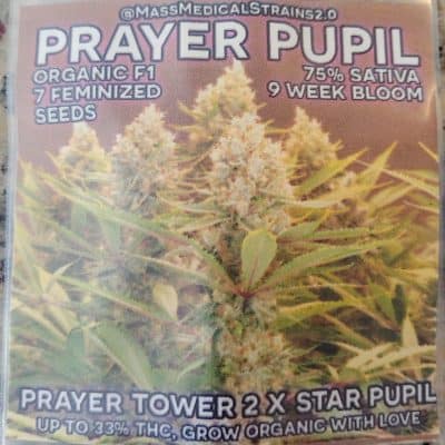 MASS_MEDICAL_STRAINS_PRAYER_PUPIL_FEM_LUSCIOUS_GENETICS