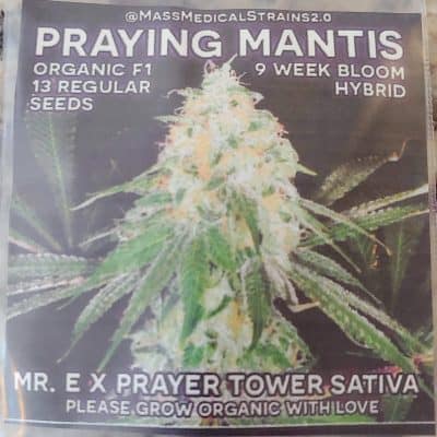 MASS_MEDICAL_STRAINS_PRAYING_MANTIS_REG_LUSCIOUS_GENETICS