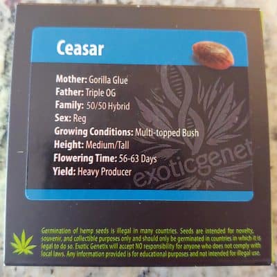 EXOTIC_GENETIX_CEASAR_LUSCIOUS_GENETICS