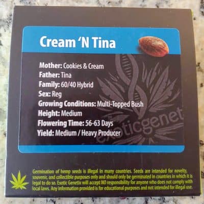 EXOTIC_GENETIX_CREAM_N_TINA_LUSCIOUS_GENETICS