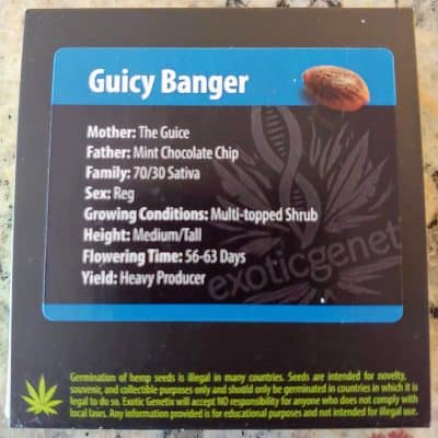 EXOTIC_GENETIX_GUICY_BANGER_LUSCIOUS_GENETICS