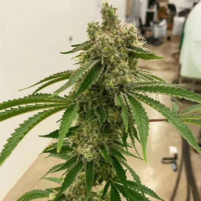 EXOTIC_GENETIX_LEMON_DRIP_FEM_FLOWER_1_LUCSIOUS_GENETICS