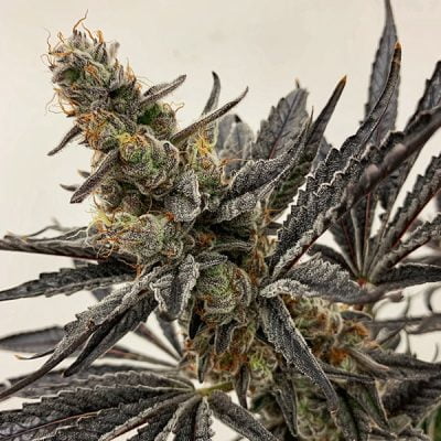EXOTIC_GENETIX_MYSTIC_MAGIC_FLOWER_1_LUSCIOUS_GENETICS