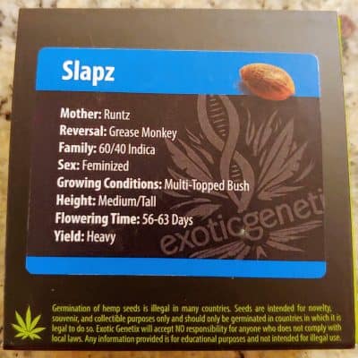 EXOTIC_GENETIX_SLAPZ_FEM_LUSCIOUS_GENETICS