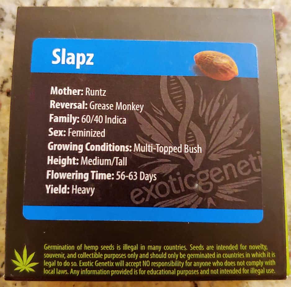EXOTIC_GENETIX_SLAPZ_FEM_LUSCIOUS_GENETICS