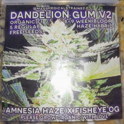 MASS_MEDICAL_STRAINS_DANDELION_GUM_V2_LUSCIOUS_GENETICS
