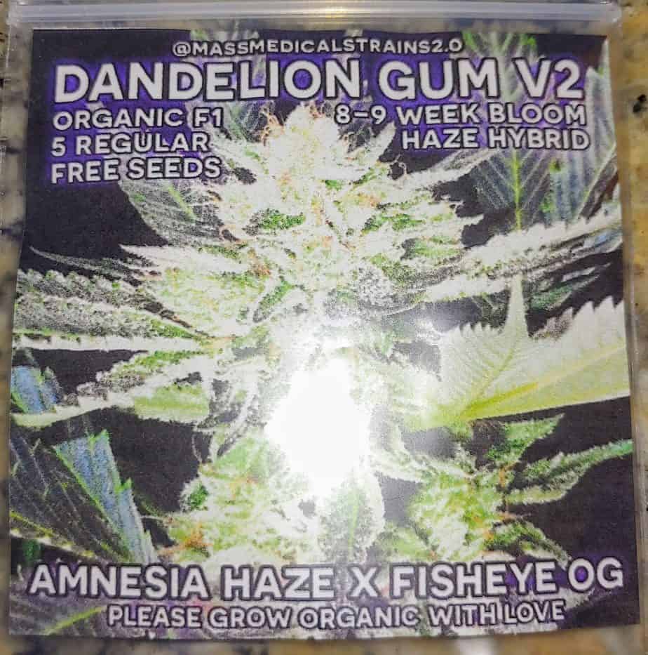 MASS_MEDICAL_STRAINS_DANDELION_GUM_V2_LUSCIOUS_GENETICS