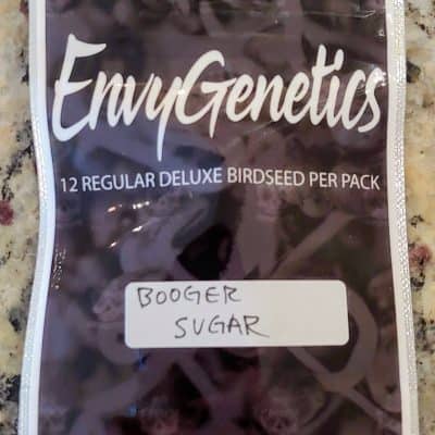 ENVY_GENETICS_BOOGER_SUGAR_LUSCIOUS_GENETICS