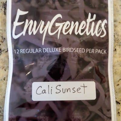 ENVY_GENETICS_CALI_SUNSET_LUSCIOUS_GENETICS