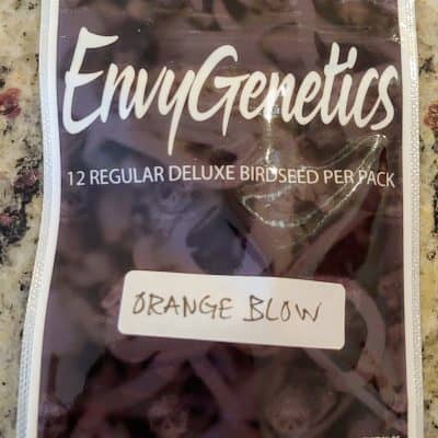 ENVY_GENETICS_ORANGE_BLOW_LUSCIOUS_GENETICS