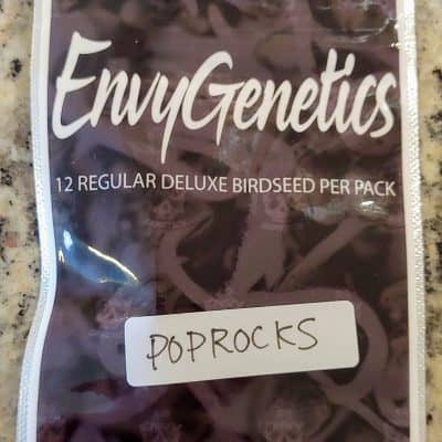 ENVY_GENETICS_POPROCKS_LUSCIOUS_GENETICS