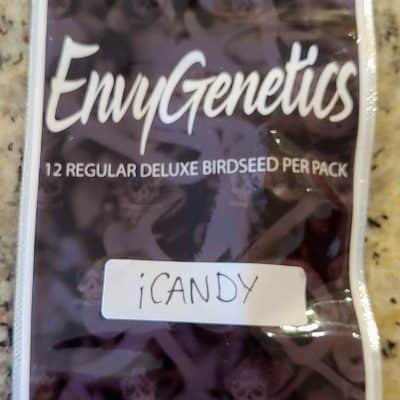 ENVY_GENETICS_iCANDY_LUSCIOUS_GENETICS