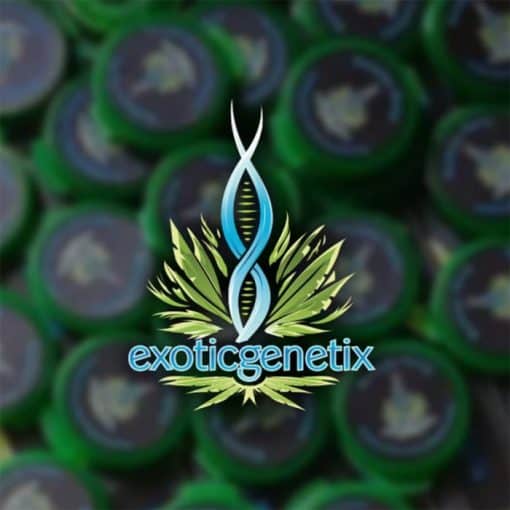 EXOTIC_GENETIX_LUSCIOUS_GENETICS_EGLOGO