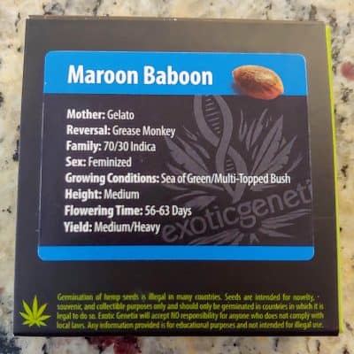 EXOTIC_GENETIX_MAROON_BABOON_FEM_LUSCIOUS_GENETICS