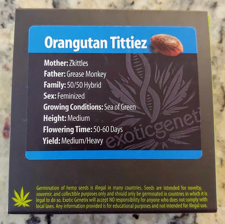 EXOTIC_GENETIX_ORANGUTAN_TITTIEZ_FEM_LUSCIOUS_GENETICS