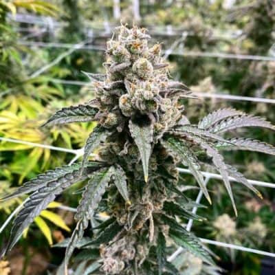 EXOTIC_GENETIX_SWEAT_HELMET_FEM_FLOWER_LUSCIOUS_GENETICS