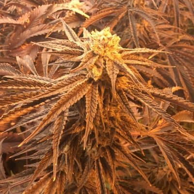 LAWLESS_BREED_GENETICS_GRATEFUL_MONKEY_FLOWER_LUSCIOUS_GENETICS