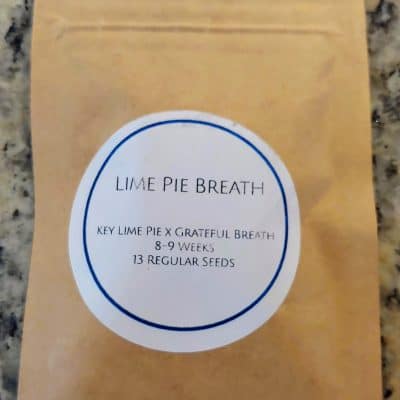 LAWLESS_BREED_GENETICS_LIME_PIE_BREATH_PACK_LUSCIOUS_GENETICS
