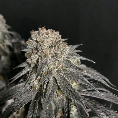 LAWLESS_BREED_GENETICS_SLIPKNOTS_LIME_FLOWER_LUSCIOUS_GENETICS