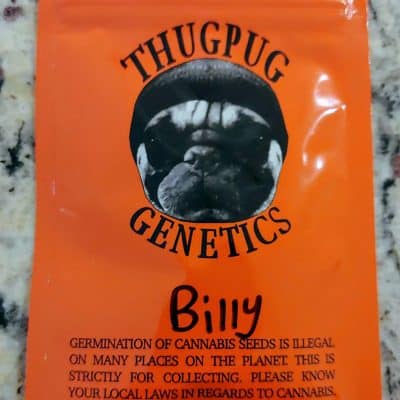 THUG_PUG_GENETICS_BILLY_LUSCIOUS_GENETICS