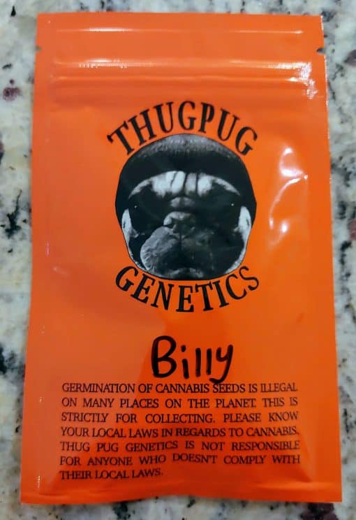 THUG_PUG_GENETICS_BILLY_LUSCIOUS_GENETICS
