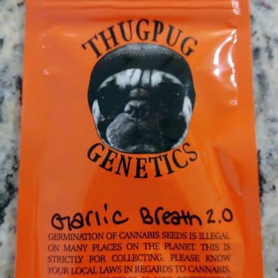THUG_PUG_GENETICS_GARLIC_BREATH_2_LUSCIOUS_GENETICS