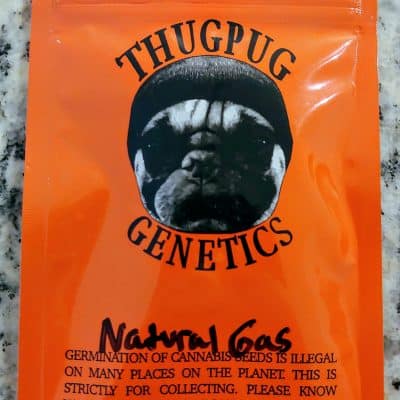 THUG_PUG_GENETICS_NATURAL_GAS_LUSCIOUS_GENETICS