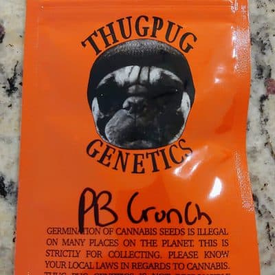 THUG_PUG_GENETICS_PEANUT_BUTTER_CRUNCH_LUSCIOUS_GENETICS