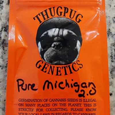 THUG_PUG_GENETICS_PURE_MICHIGAN_2_LUSCIOUS_GENETICS