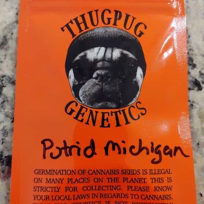 THUG_PUG_GENETICS_PUTRID_MICHIGAN_LUSCIOUS_GENETICS