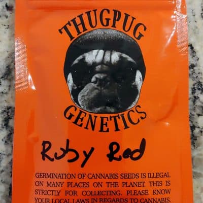 THUG_PUG_GENETICS_RUBY_RED_LUSCIOUS_GENETICS