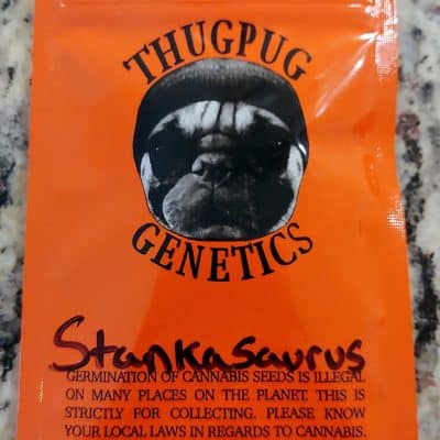 THUG_PUG_GENETICS_STANKASAURUS_LUSCIOUS_GENETICS
