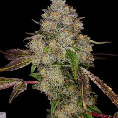 RELENTLESS_GENETICS_CHILLED_CHERRIES_FLOWER_2_LUSCIOUS_GENETICS